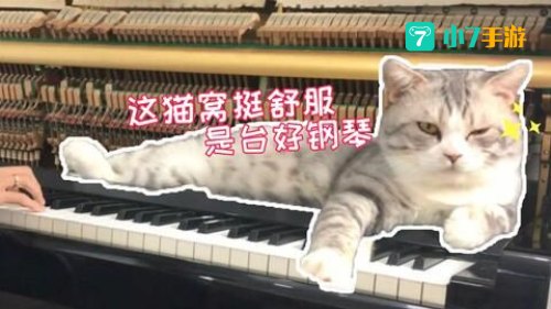 钢琴猫