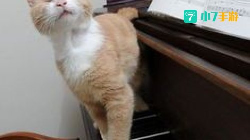 钢琴猫
